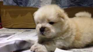 One month old Chow Chow puppies [upl. by Horacio]