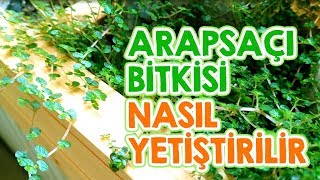 Arapsaçı Bitkisi Nasıl Yetiştirilir [upl. by Negeam]