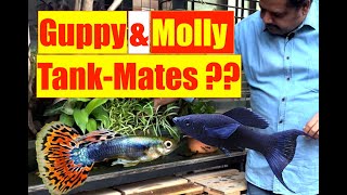 Guppy Molly Tank Mates  Natural Aquarium Tankmates  Guppy Terrace Pond  Mayur Dev Aquascaper 4K [upl. by Codel478]