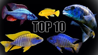 Our Top 10 Favorite African Cichlids [upl. by Anayd]