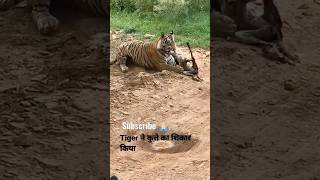 😳How Tiger Hunts a dog😱  Animal fight😱 ytshorts tiger ranthamboretigersafari wildlife viral [upl. by Ecinerev]