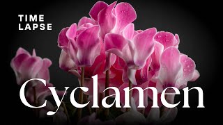 Timelapse Cyclamen Flowers Blooming [upl. by Janna]