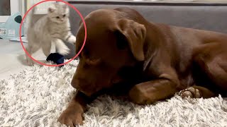 Tiny Kitten Attacked Giant Retriever Cutest Dog Reaction [upl. by Ynahteb]