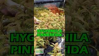 Hygrophila Pinnatifida PINNAFOSHO Aquarium Plant For Sale [upl. by Aihtennek]