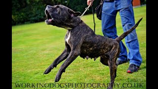 AVD eV Perro de Presa Canario dogo canario molosser alano welpen zucht züchter k9 working dogs [upl. by Knepper181]