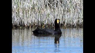 Fulica gigantea  Gallareta Gigante  Giant Coot [upl. by Coppinger]