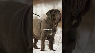 Neapolitan Mastiff X Boerboel pawpointuk➖➖➖newdogbreed NeapolitanMastiff boerboel [upl. by Ehcadroj903]