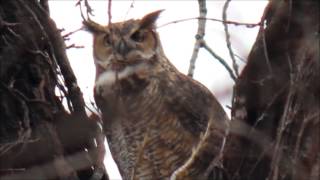 Great Horned Owl Hooting Territorial Evening Call At Sunset [upl. by Amhser]