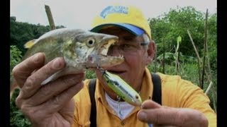 Pescaria de Saicangas com Iscas Artificiais no Rio Turvo [upl. by Iorgo]