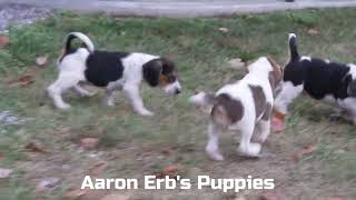 Aaron Erbs Beagle Puppies [upl. by Ahsahtan]