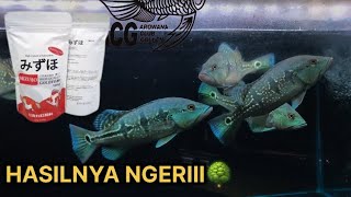 WOW MENGEJUTKAN IKAN PBASS ORINOCO AUTO HIJAU HULK KETIKA MENGGUNAKAN PELET MIZUHO [upl. by Novhaj]