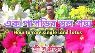 How To Care Single petals Land LotusSree Sanjiban [upl. by Lorene]