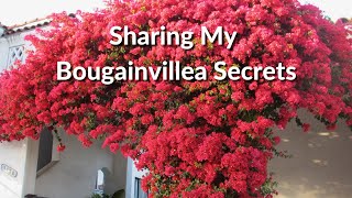 The Secrets of Bougainvillea Sharing Everything I Know About This Colorful Plant  Joy Us Garden [upl. by Selec]