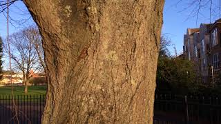 Common lime Tilia x europaea  trunk  December 2017 [upl. by Ahsak]