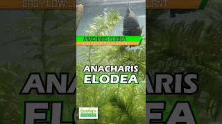 ANACHARIS ELODEA EASY LOW LIGHT AQUARIUM PLANT For Sale [upl. by Kiel]