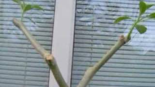 How to cut a Brugmansia [upl. by Akceber]