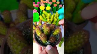 Ways to propagate Mammillaria elongata Succulent plant succulents plants cactus propagation [upl. by Nossah134]