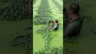 Harvesting Water MIMOSA on a Pond satisfying HappyFarm85 [upl. by Atterual]