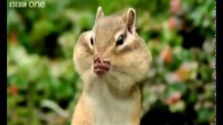 Beatboxing Squirrel Chipmunk Long Beat best version Funny Animals Alan Al Steve [upl. by Idur]