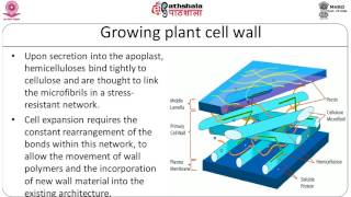 mechanism of cell expansion and elongation [upl. by Riccardo]