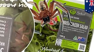 Huntsman spider found in Woolworths prepackaged salad amid salmonella recall  TomoNews [upl. by Nosle]