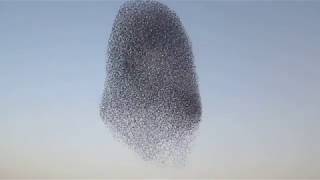 להקת ציפורים בשמיי ישראל  Thousands of birds flying together [upl. by Anahtor]