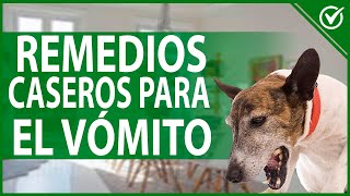 🐶 Remedios Caseros para el Vómito Ocasional en Perros 🐶🤮 [upl. by Aron]