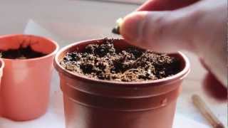 Growing Bananas From Seed  Part 1  Ep 9 [upl. by Grinnell586]