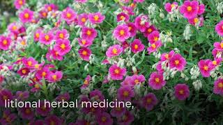 What Are The Health Benefits of Cistus Tea  Linden Botanicals [upl. by Hgielak765]