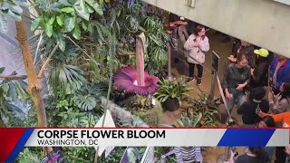 Corpse flower in bloom at US Botanical Gardens [upl. by Mcgurn]