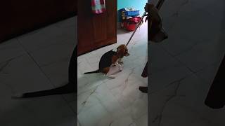 Sad Coco 😢😢 viralvideo cocodogworld coco beagleworld puppy pets [upl. by Adnohsed]