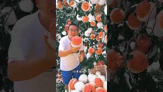 Sweet pomelo fruit tree fruit harvest [upl. by Aretahs34]