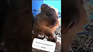 quokka from Australia rottnestisland [upl. by Frankel662]