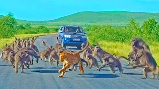 Leopard has allout Brawl With 50 Baboons  Different Angle [upl. by Anderer373]