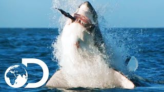 How Would Orca Attack And Kill A Great White  Air Jaws The Hunted  SHARK WEEK 2018 [upl. by Ennaitak]