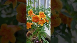 Tecoma plant  orange color flower shorts like subscribe tecoma flowers [upl. by Akyeluz]