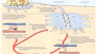 Mécanismes de la contraction musculaire [upl. by Atsira216]