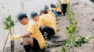 Samudera Peduli  Penanaman 10000 Mangrove di Muaragembong [upl. by Drofwarc]