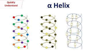 Alpha Helix [upl. by Enieledam]