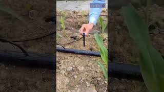 Adjustable dripper with 28cm stick microirrigation jainirrigation sprinklerirrigation dripper [upl. by Enialem]