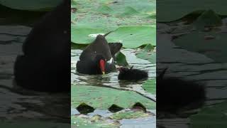 Moorhen feeding chick バンがヒナに給餌 [upl. by Aspasia]