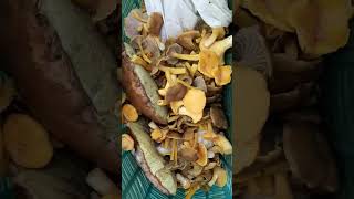 Cueillette champignon chanterelle [upl. by Tewfik]