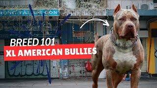 XL American Bully Dog 101 All You Need To Know [upl. by Normi623]