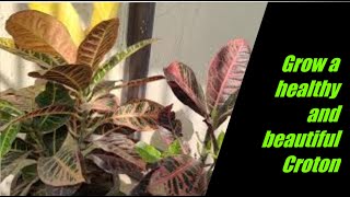 Croton Plant care How to grow healthy Croton plant [upl. by Asabi]