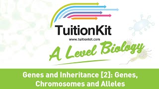 Genes Chromosomes and Alleles A Level Biology [upl. by Ahtivak]