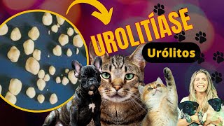 Urolitíasecachorros e gatos [upl. by Koosis]