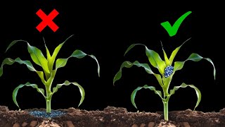 Best Maize Fertilizer Application Strategy for HIGH Yield [upl. by Hillel]