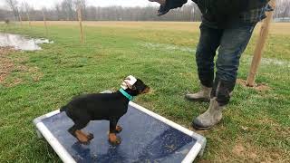 Will this Doberman puppy work [upl. by Norag]