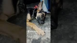 Lala ji🐕 ko finally nind😴 aa hi gayi Lekin ye nahi sudhrega 😓 [upl. by Lletnahc769]