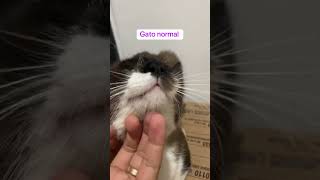 Diferença de um gato autista para um gato normal gato autismo [upl. by Hluchy20]